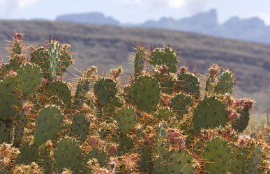 Desert cactus.